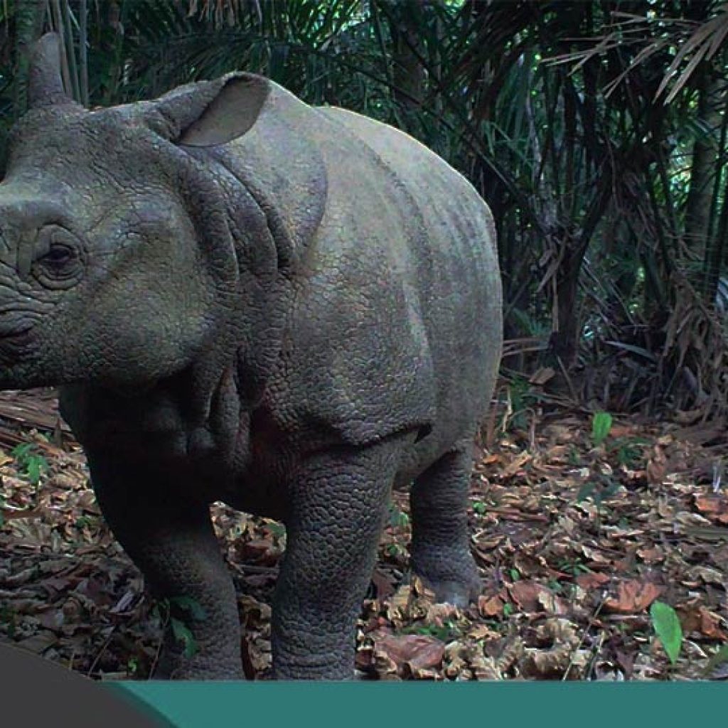 Enam Badak Jawa Dibantai di Taman Nasional Ujung Kulon: Motif dan Fakta yang Mengejutkan