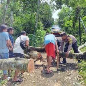 Pohon Tumbang di Pengadegan Timpa Jaringan Listrik dan Internet, Polisi Lakukan Evakuas